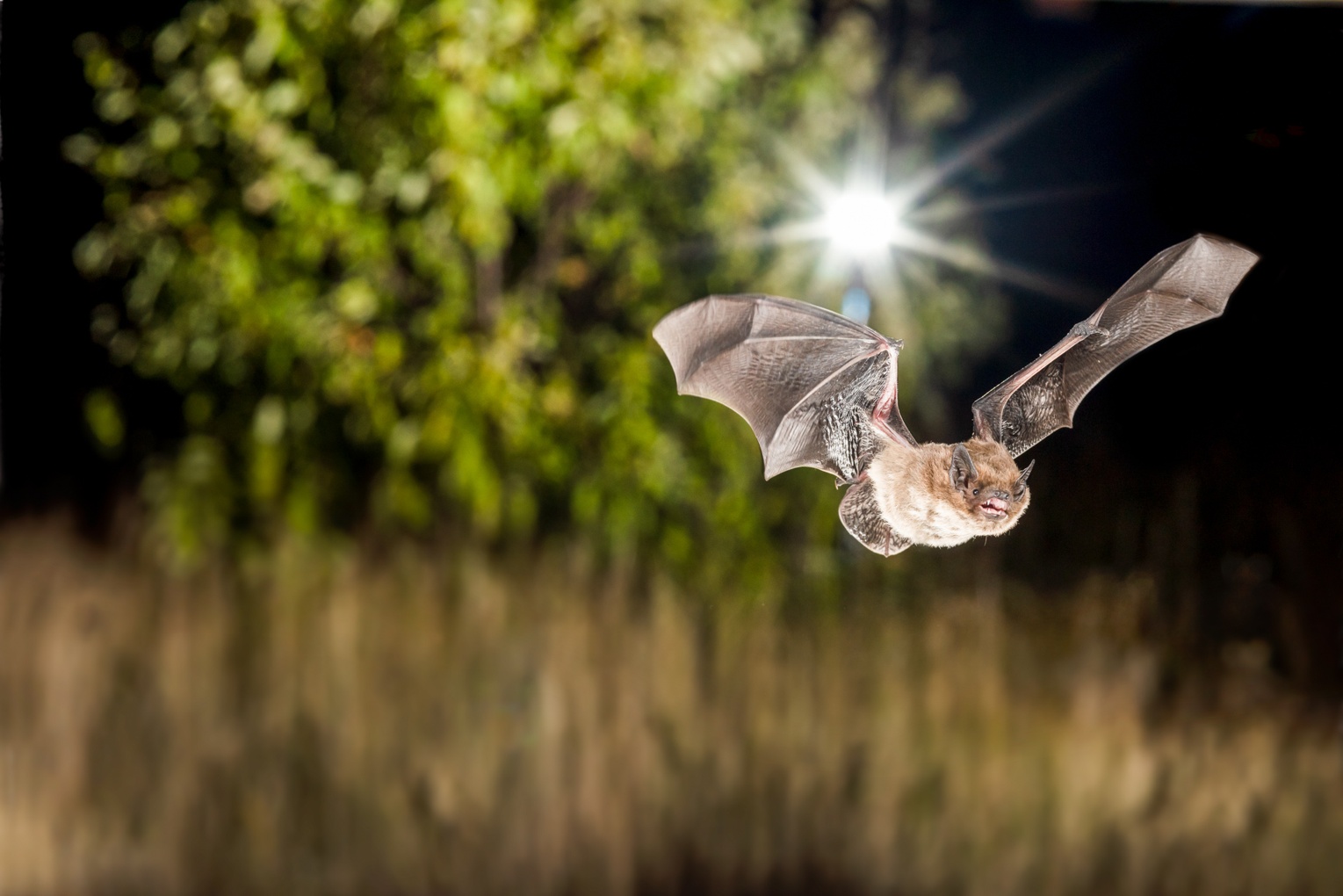 A Nathusius’ pipistrelle near water exposed to night-time lighting. 