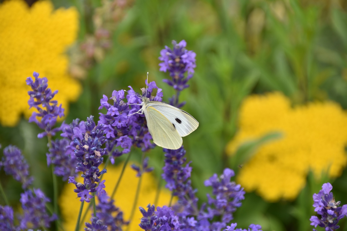 Zitronenfalter-Schmetterling sitzt auf Lavendel.