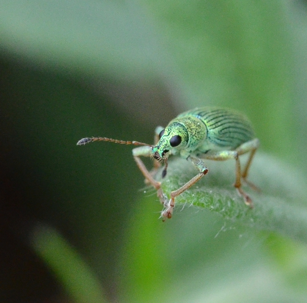 Ein Käfer auf einem Blatt. Anderes Bild: Eine Möwe, die einen anderen VVogel angreift.