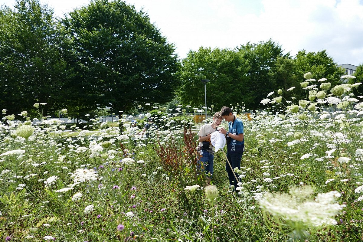 Sommerschule-Insekten-7.jpg